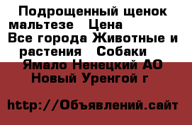 Подрощенный щенок мальтезе › Цена ­ 15 000 - Все города Животные и растения » Собаки   . Ямало-Ненецкий АО,Новый Уренгой г.